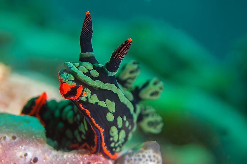 A brightly colored sea slug on a reef.