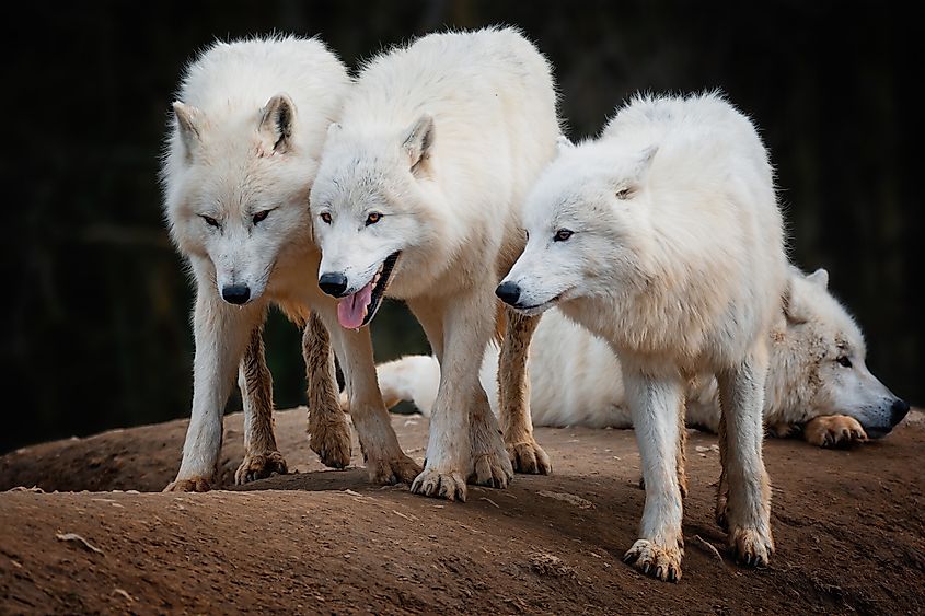 Arctic wolf (Canis lupus tundrarum) beautiful animal in the forest.