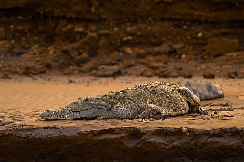 An American crocodile (Crocodylus acutus)