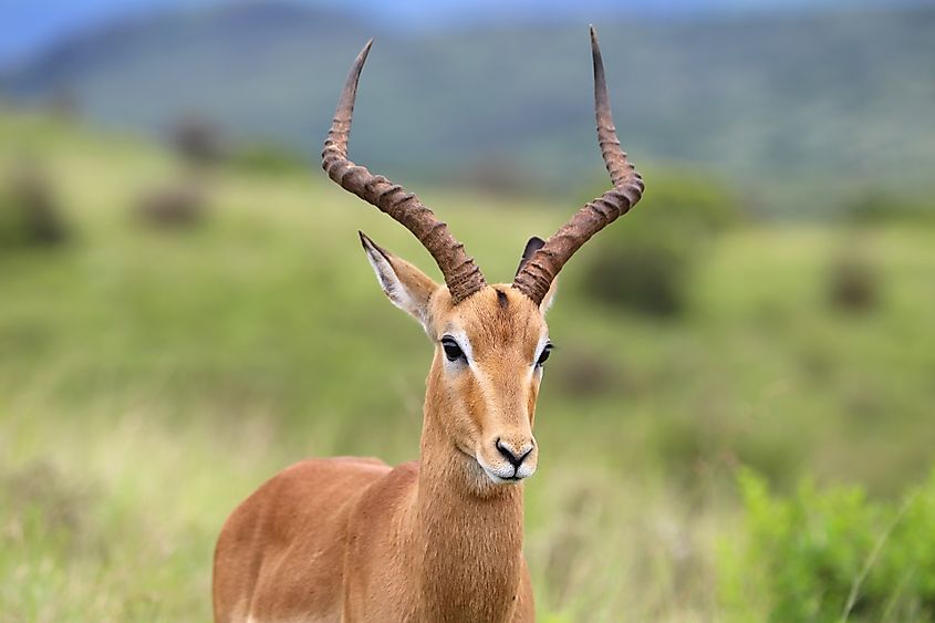 An impala (Aepyceros melampus)