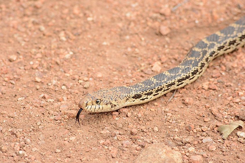 A bull snake (Pituophis catenifer sayi)