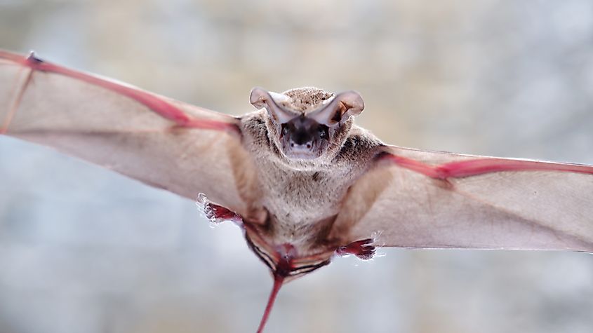 A Brazilian free-tailed bat (Tadarida brasiliensis)