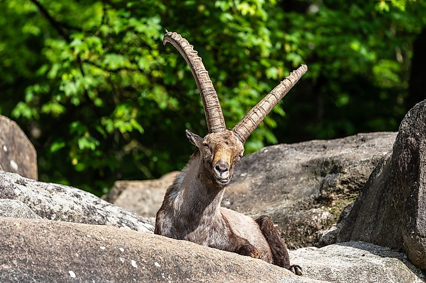 Ibex