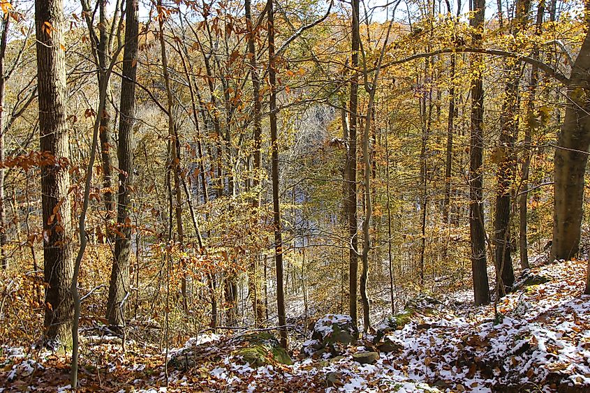 View of the dense forest landscape at Hoosier National Forest