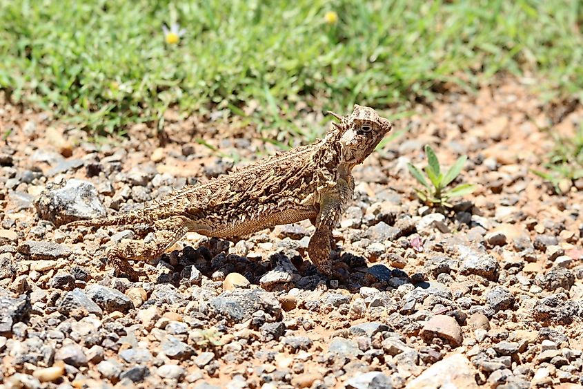 A Texas horned lizard (Phrynosoma cornutum)