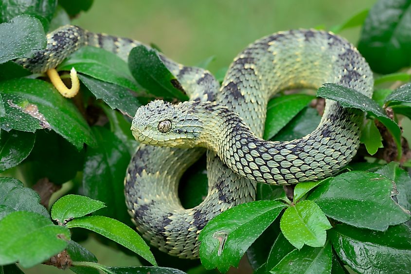 A green bush viper (Atheris squamigera)