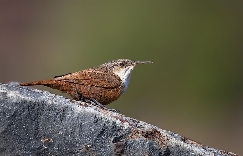 A canyon wren (Catherpes mexicanus)