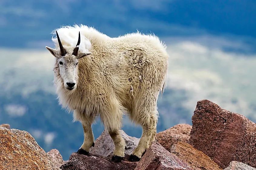A mountain goat (Oreamnos americanus)
