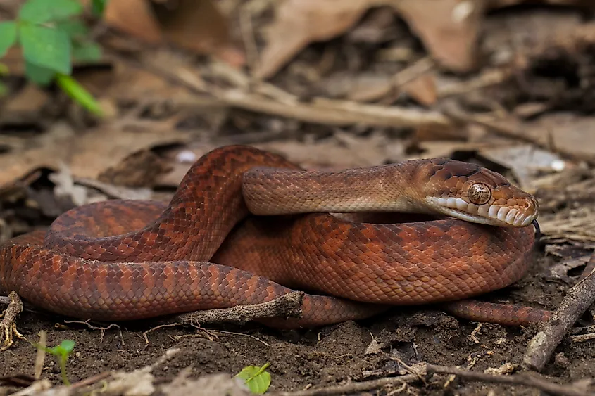 A juvenile scrub python (Simalia kinghorni)