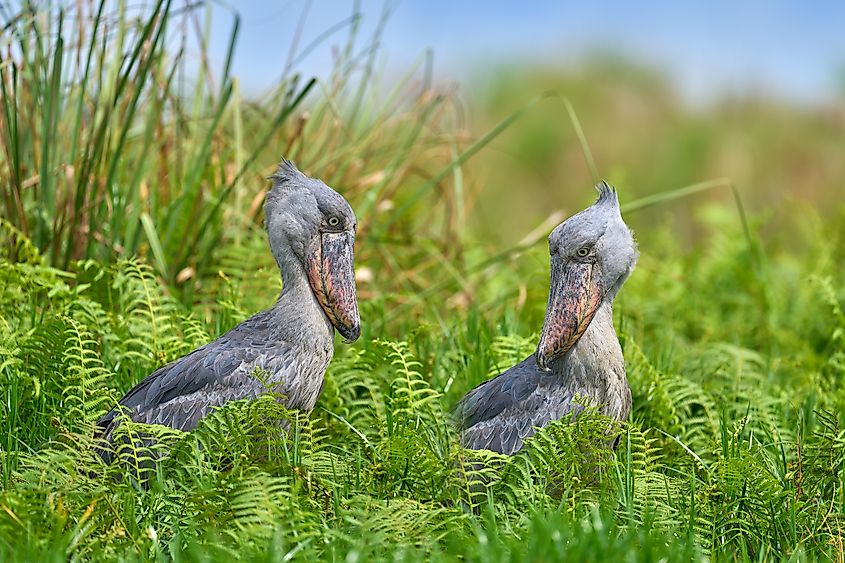 A pair of shoebills