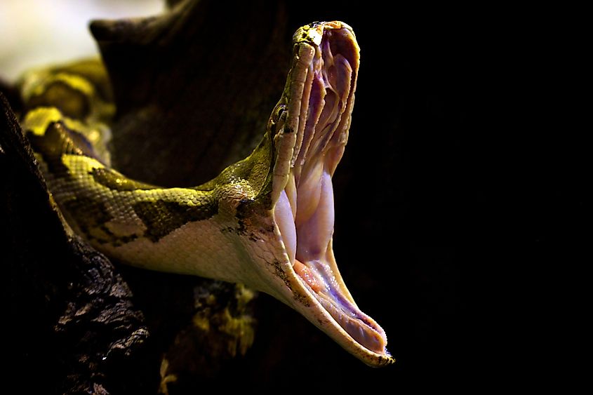 An Indian python (Python molurus)