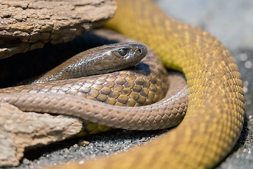 A coiled up Australian Inland Taipan