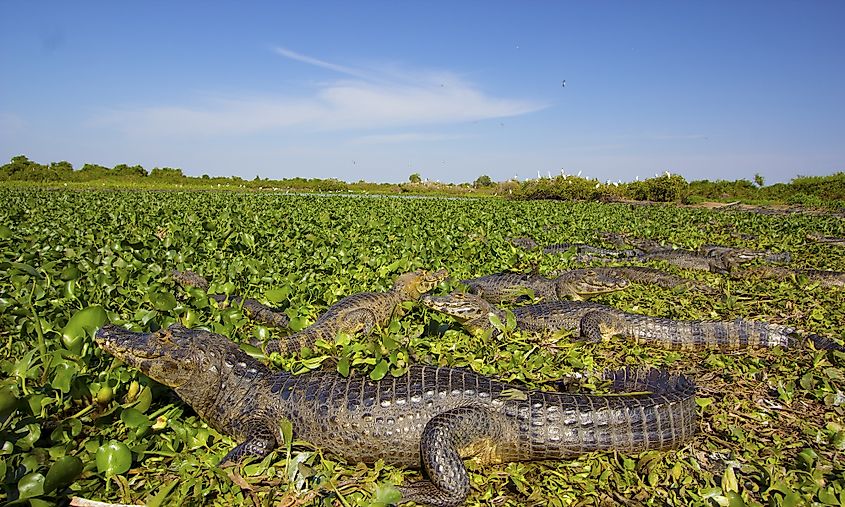Caimans in the Pantanal wetlands.