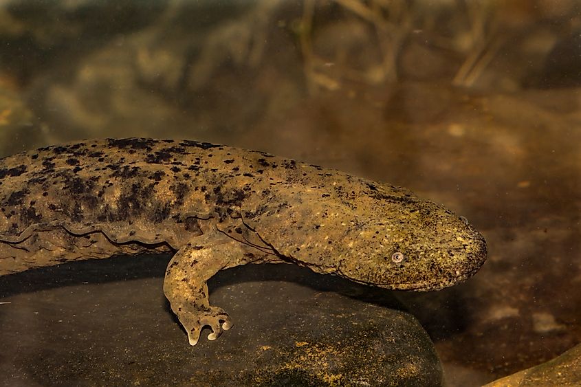 An eastern hellbender (Cryptobranchus alleganiensis alleganiensis)