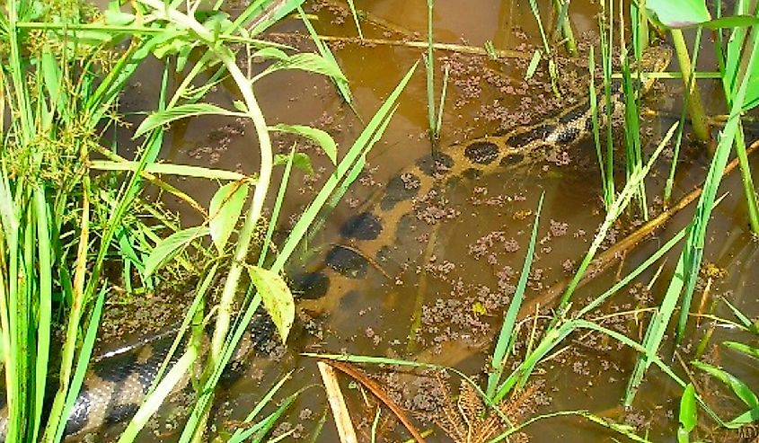 Specimens of yellow anacondas.