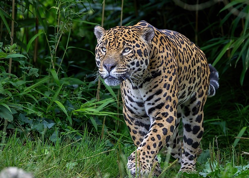 A jaguar (Panthera onca)