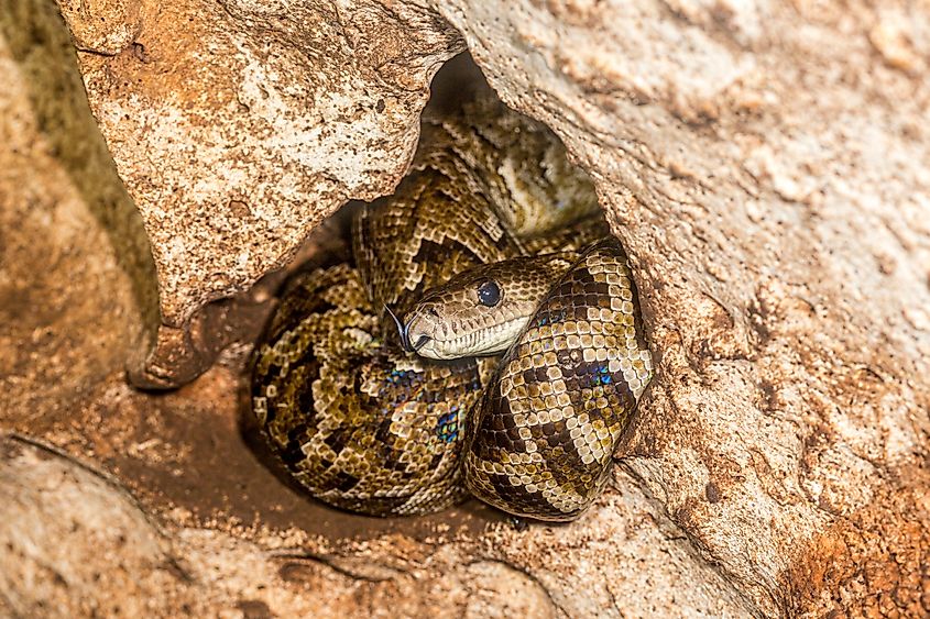 A Cuban boa (Chilabothrus angulifer)