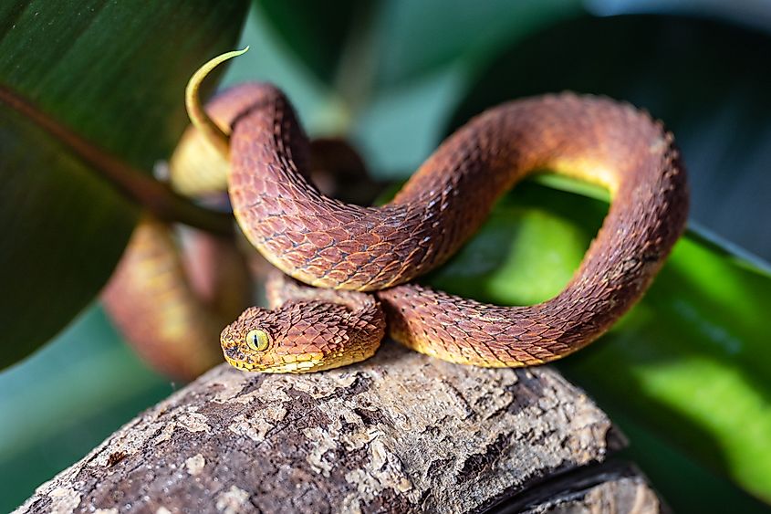 A green bush viper (Atheris squamigera)