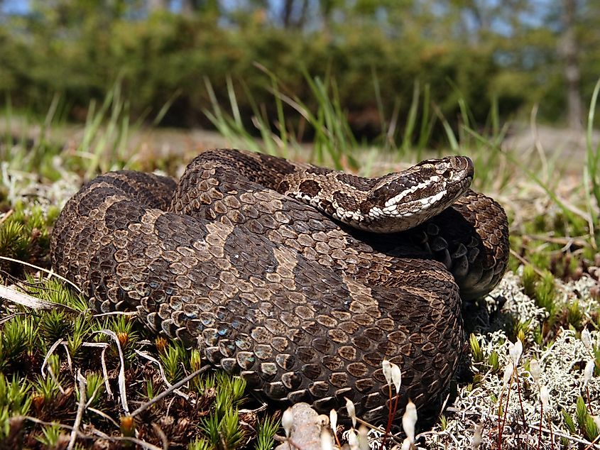 An eastern massasauga rattlesnake
