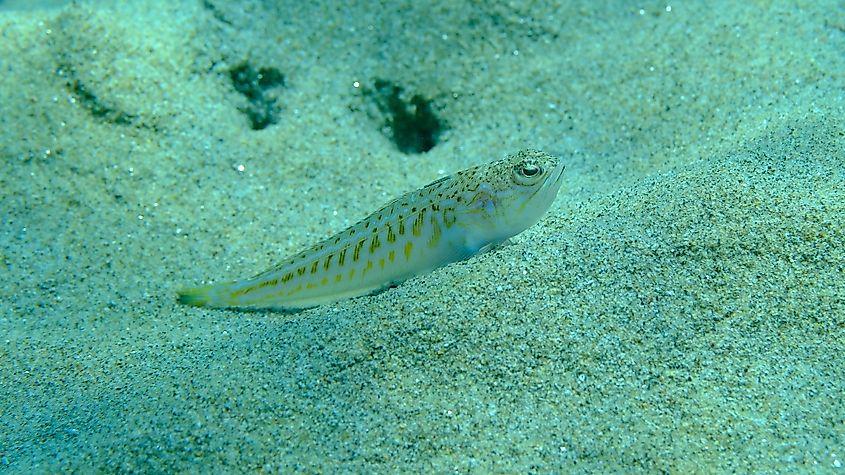 A weeverfish