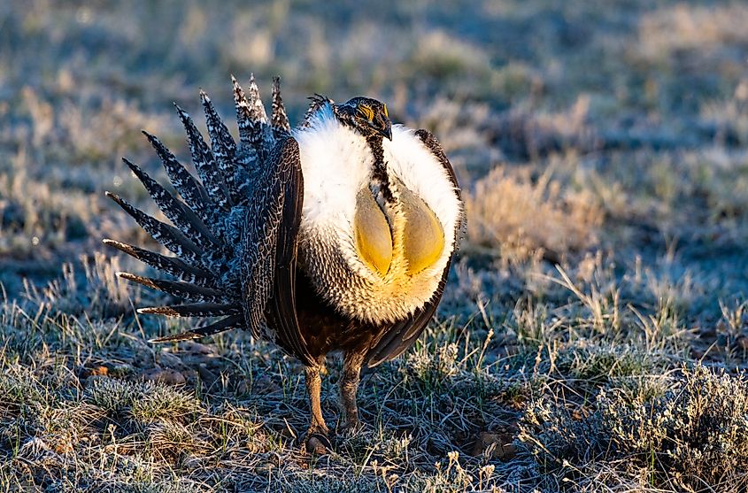 A greater sage-grouse (Centrocercus urophasianus)