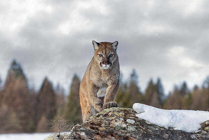 A mountain lion (Puma concolor)