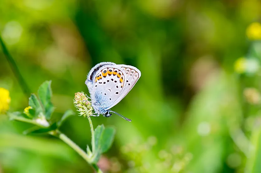 A Karner blue butterfly (Plebejus samuelis)