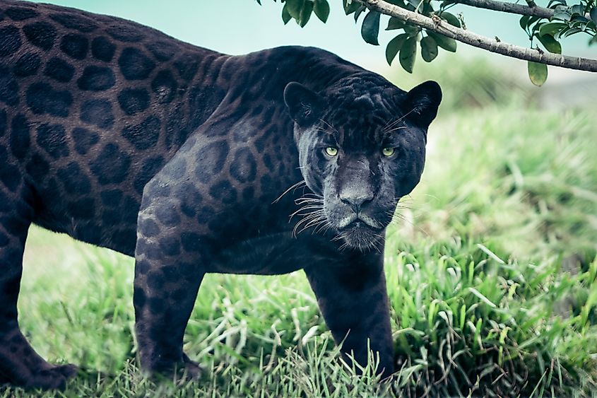 A black panther