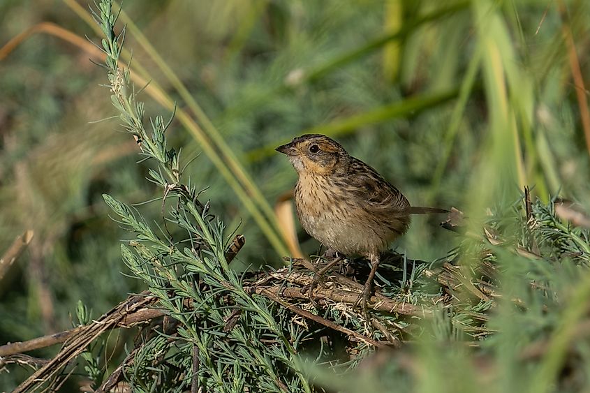 A saltmarsh sparrow (Ammospiza caudacuta)