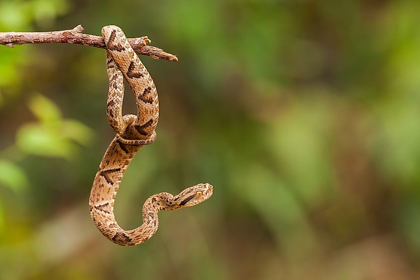 A jararaca (Bothrops jararaca)