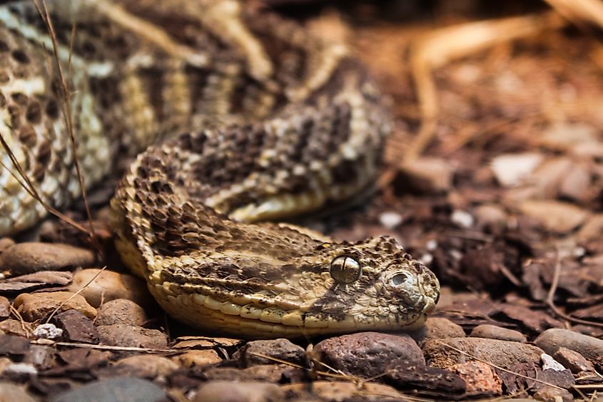 A puff adder (Bitis arietans)