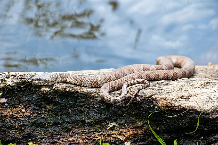 A northern watersnake (Nerodia sipedon)