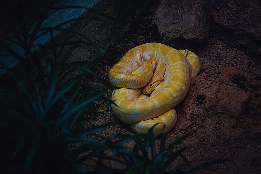 An amelanistic Burmese python