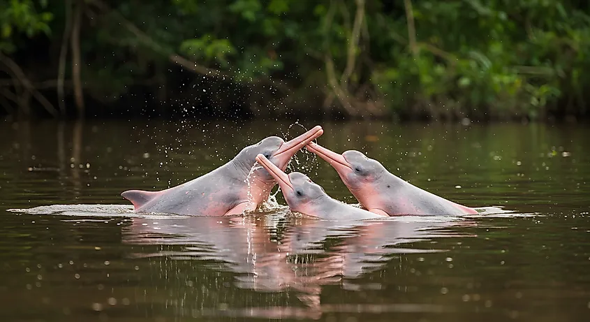 A pod of Amazon river dolphins