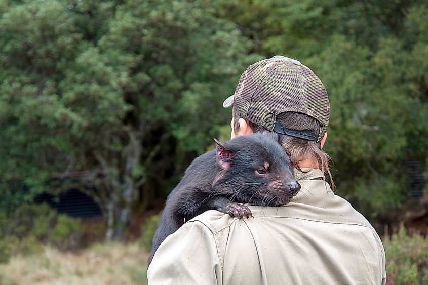 Tasmanian Devil, largest remaining marsupial predator in Australia.