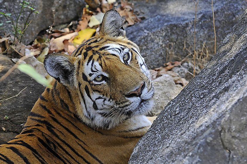 A tigress standing in tall grass in an Indian forest, showing her broad black stripes