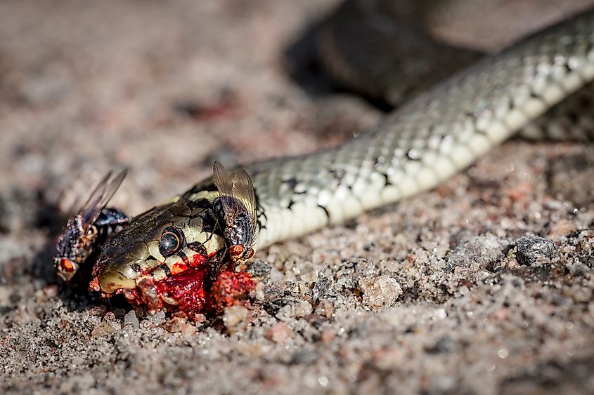 A dead European adder (Vipera berus)
