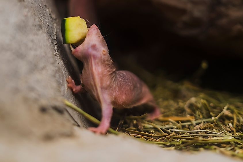 A feeding naked mole-rat