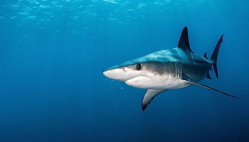 A shortfin mako shark (Isurus oxyrinchus)