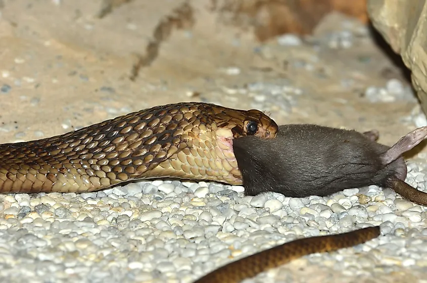 An Egyptian cobra swallowing a rat