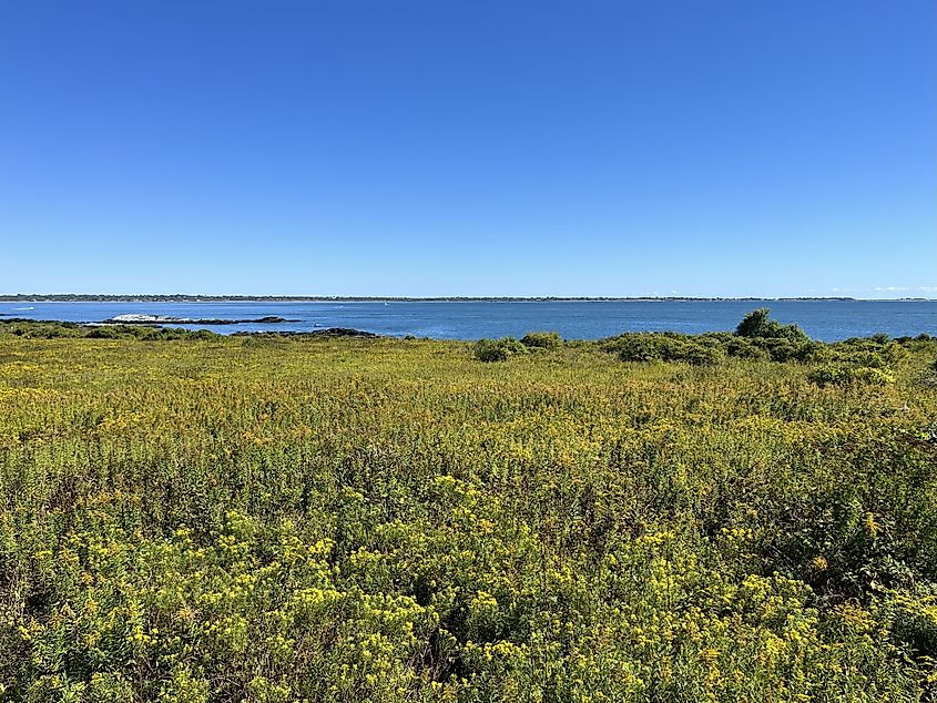 A field of yellow flowers in Sachuest Point National Wildlife Refuge