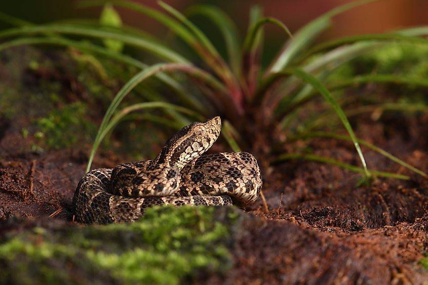 A Fer-de-lance baby