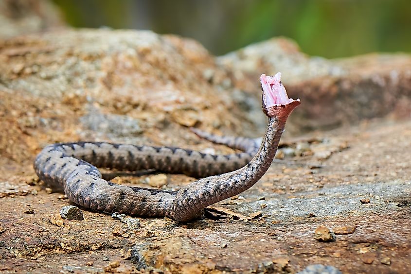 A nose-horned viper (Vipera ammodytes)
