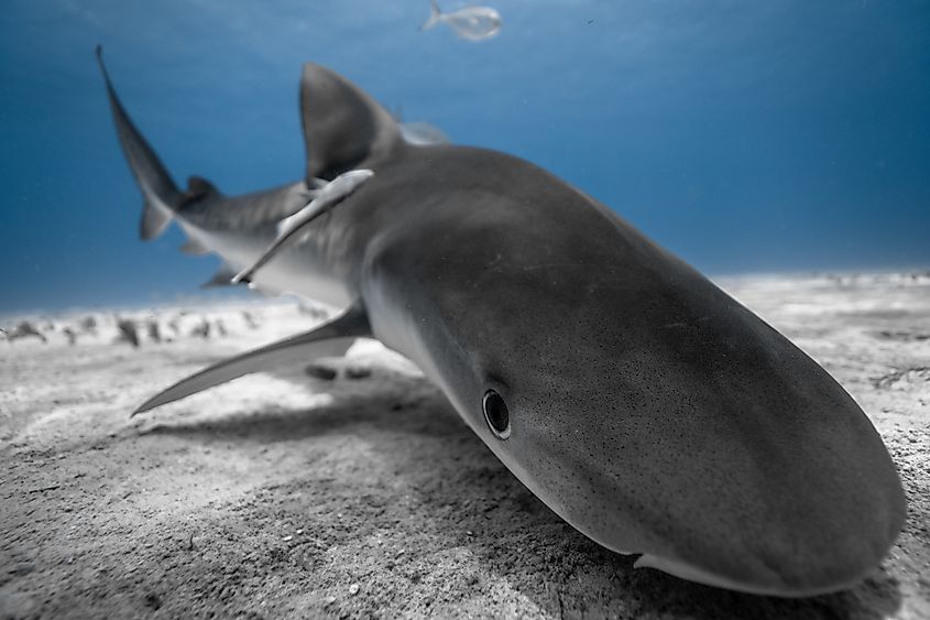 Juvenile tiger shark showing its curiosity.
