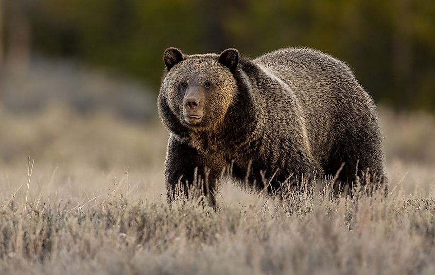 A grizzly bear (Ursus arctos horribilis)