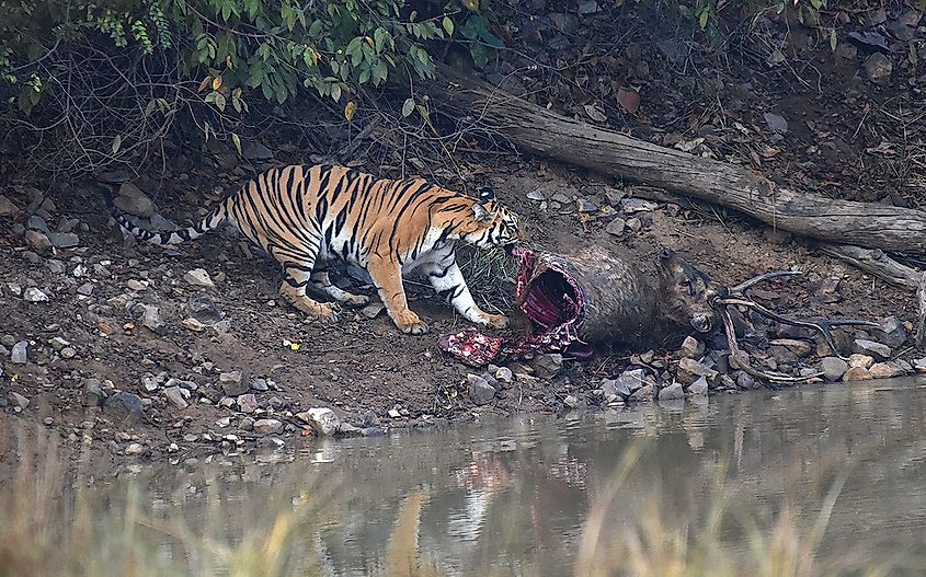 A tigress dragging a sambar deer carcass across a forest floor
