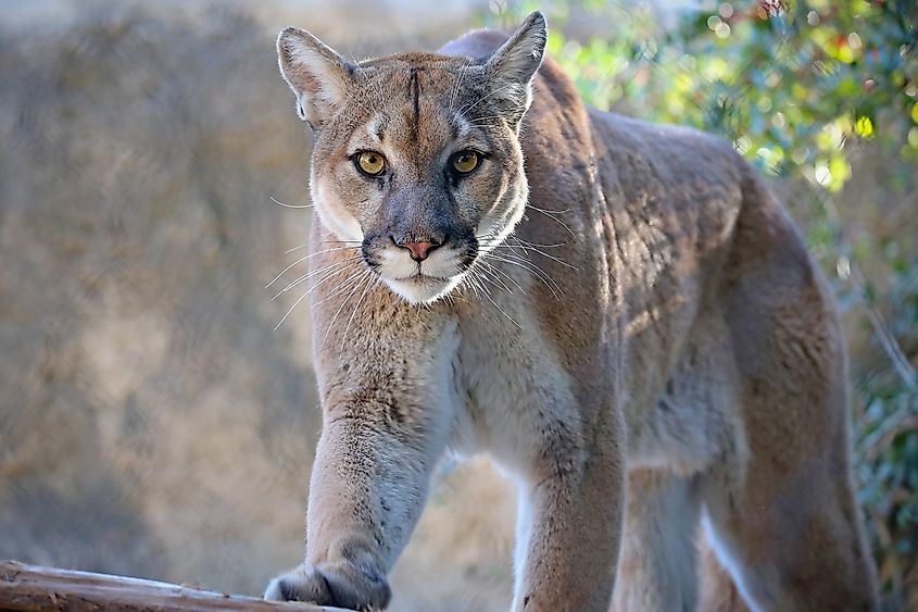 An adult mountain lion in tall grass.