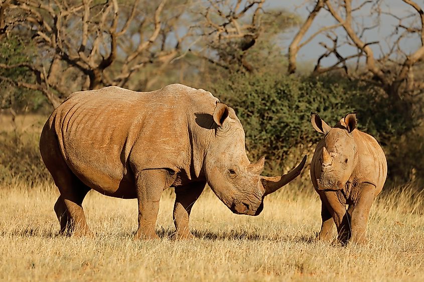 A white rhino with its calf