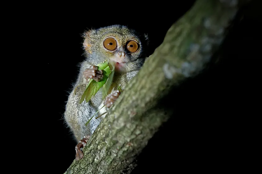 A tarsier eating a grasshopper