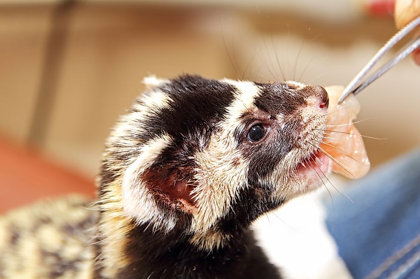 A marbled polecat (Vormela peregusna)